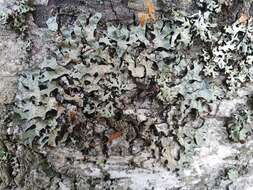 Image of Hammered shield lichen