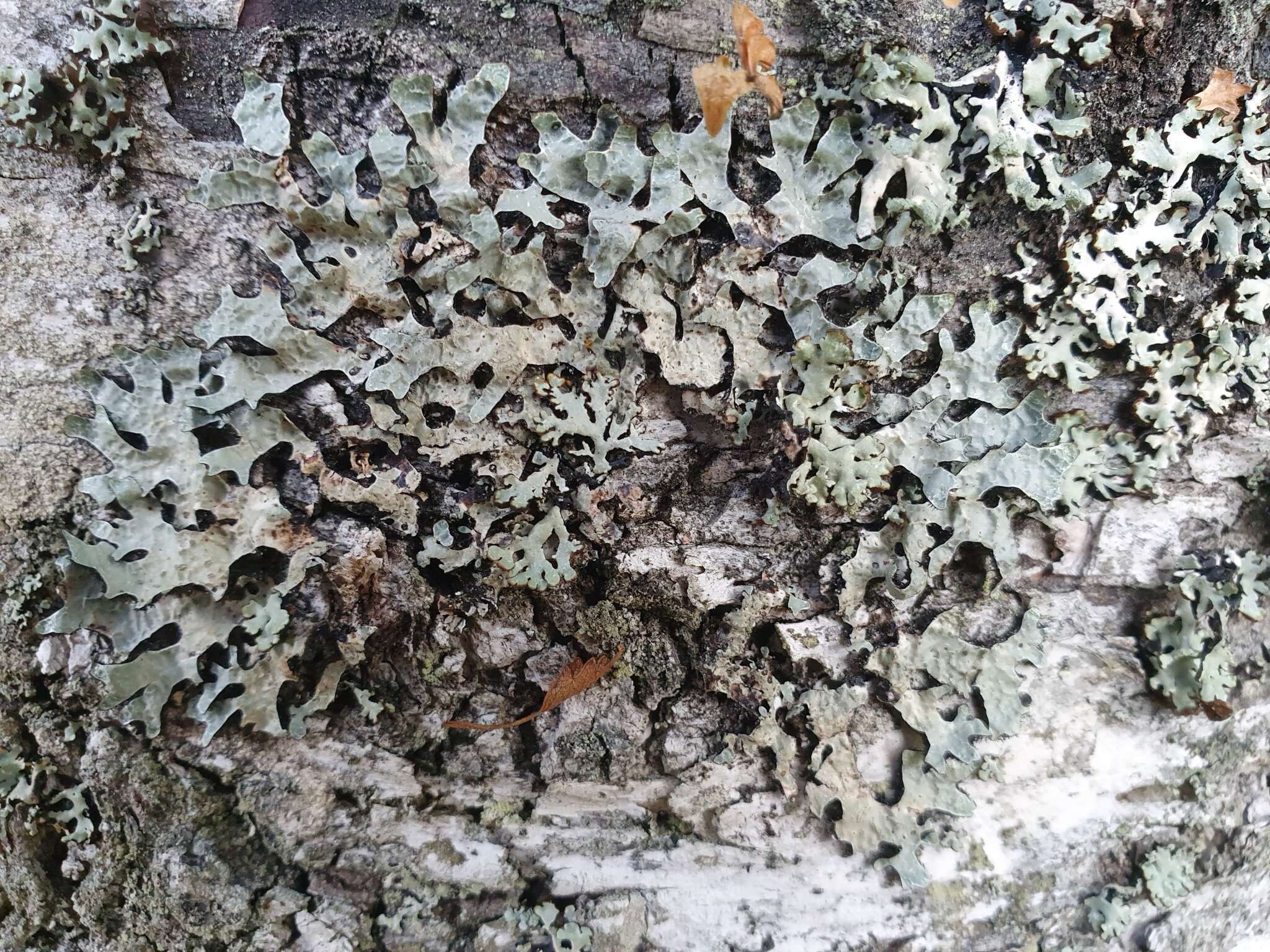 Image of Hammered shield lichen