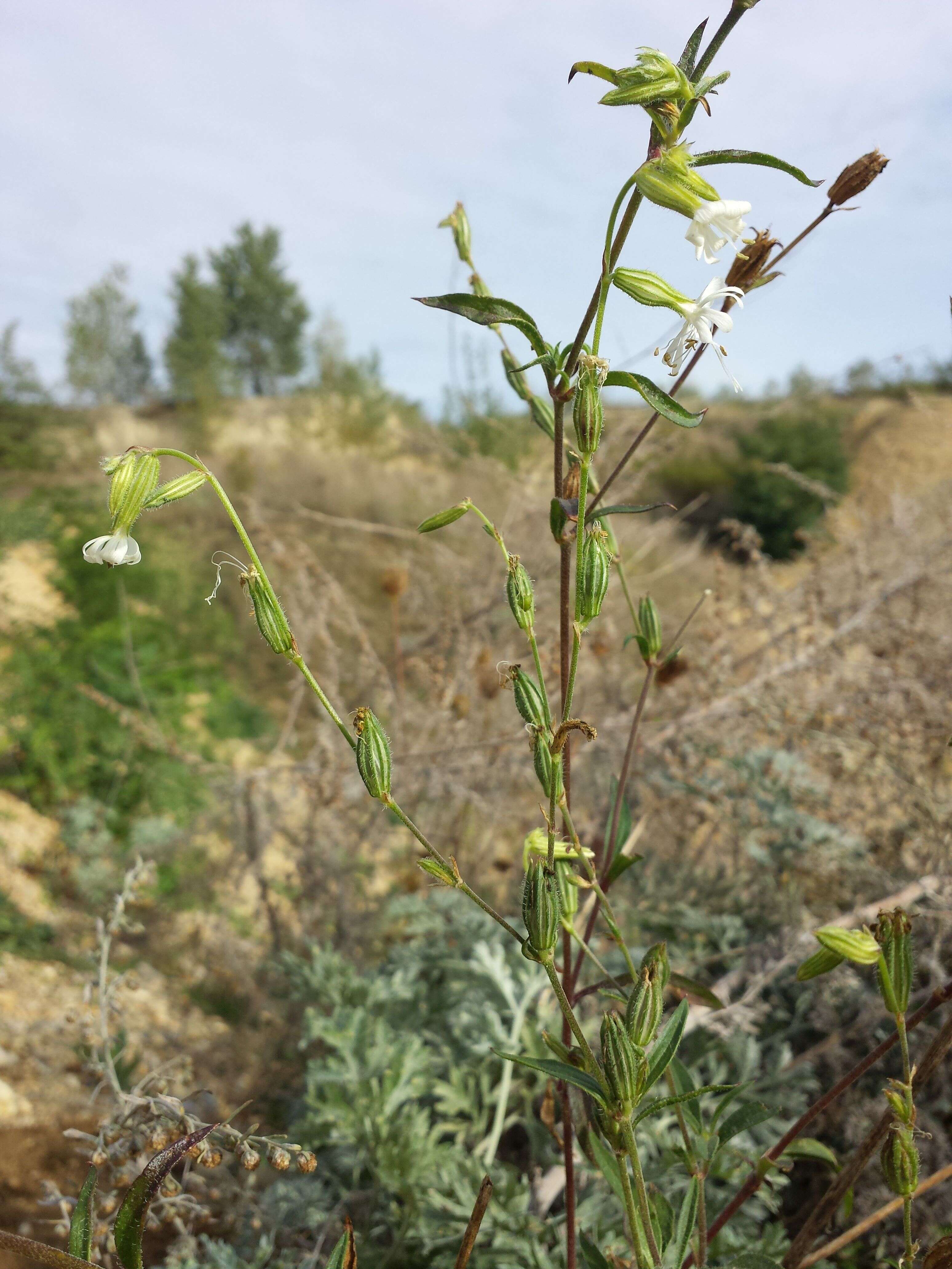 Слика од Silene dichotoma Ehrh.