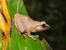 Image of Pseudophilautus amboli (Biju & Bossuyt 2009)