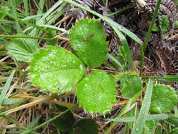 Image of beach strawberry