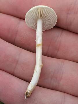 Image of common agrocybe