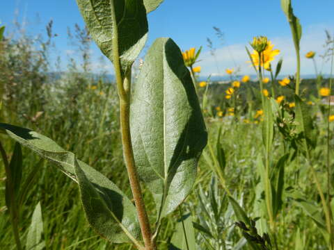 Image of oneflower helianthella