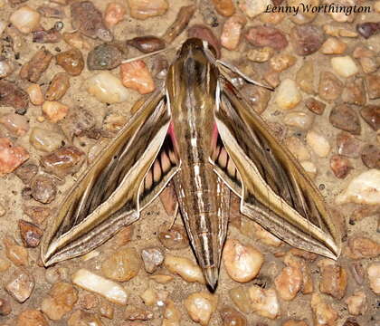 Image of Vine Hawk-Moth