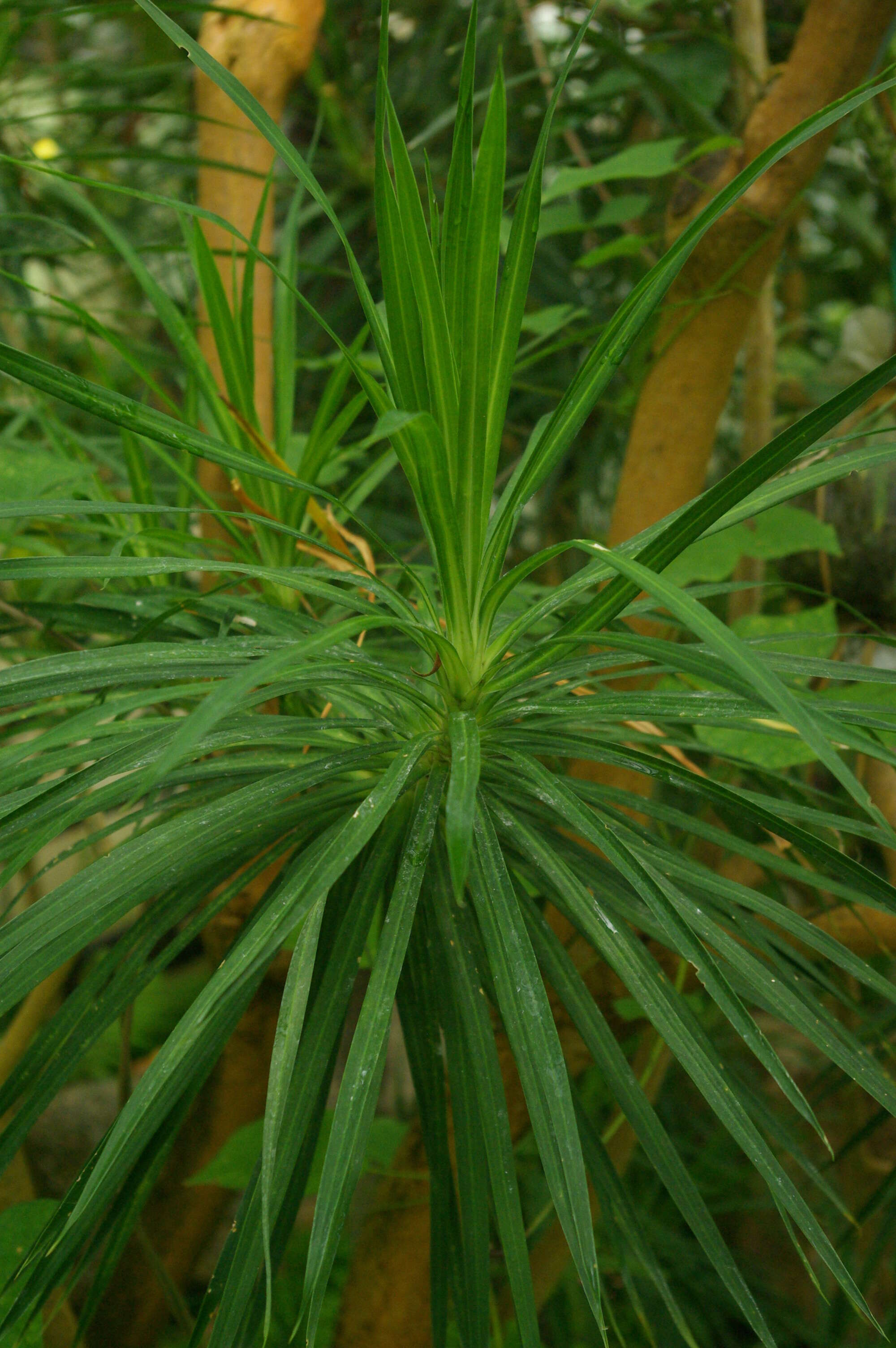 Image of Dracaena reflexa Lam.