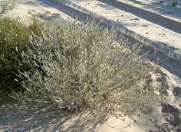 Image of Prostanthera ammophila B. J. Conn