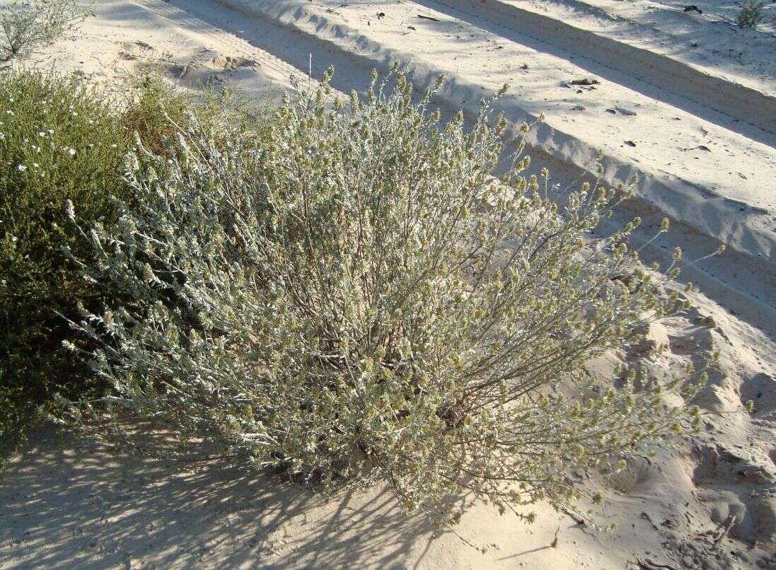 Image of Prostanthera ammophila B. J. Conn