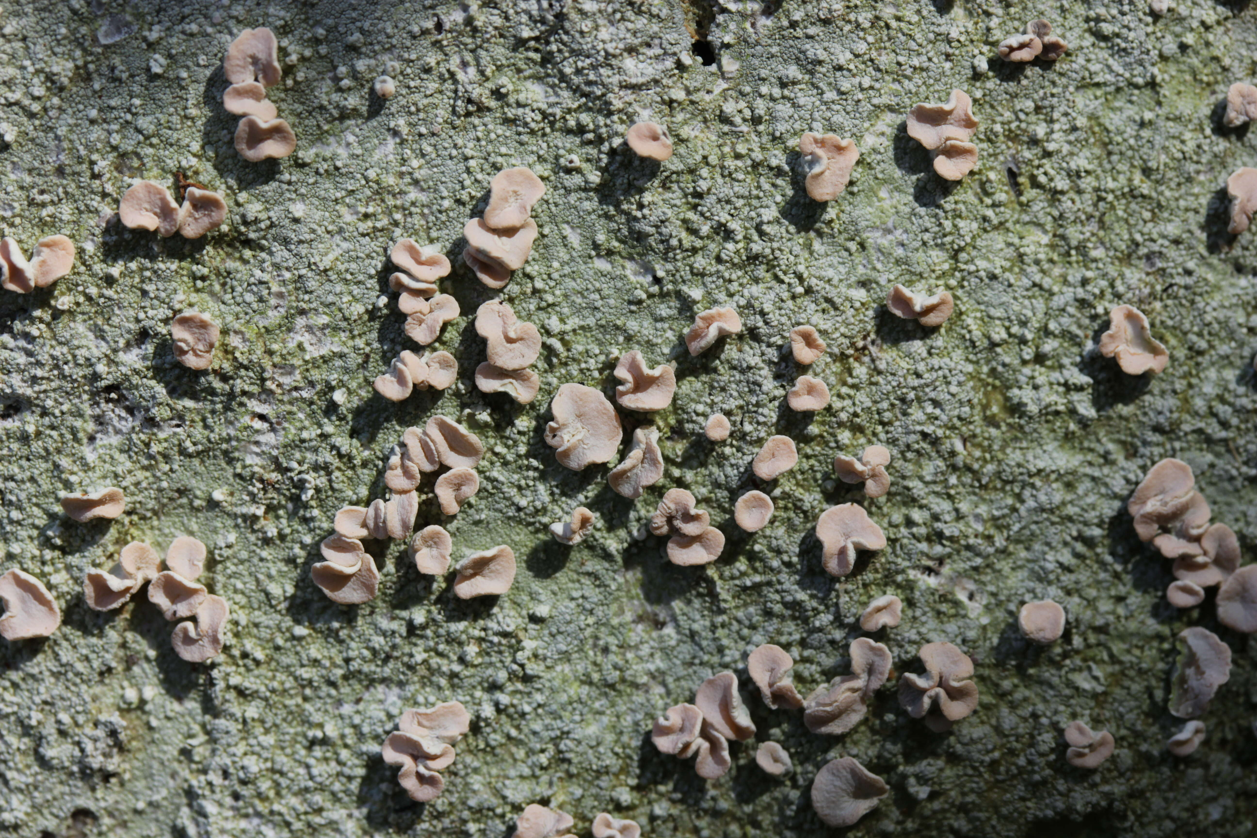 Image of peppermint drop lichen