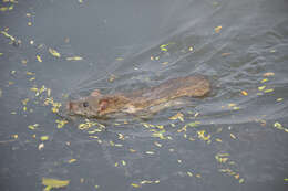 Image of Brown Rat