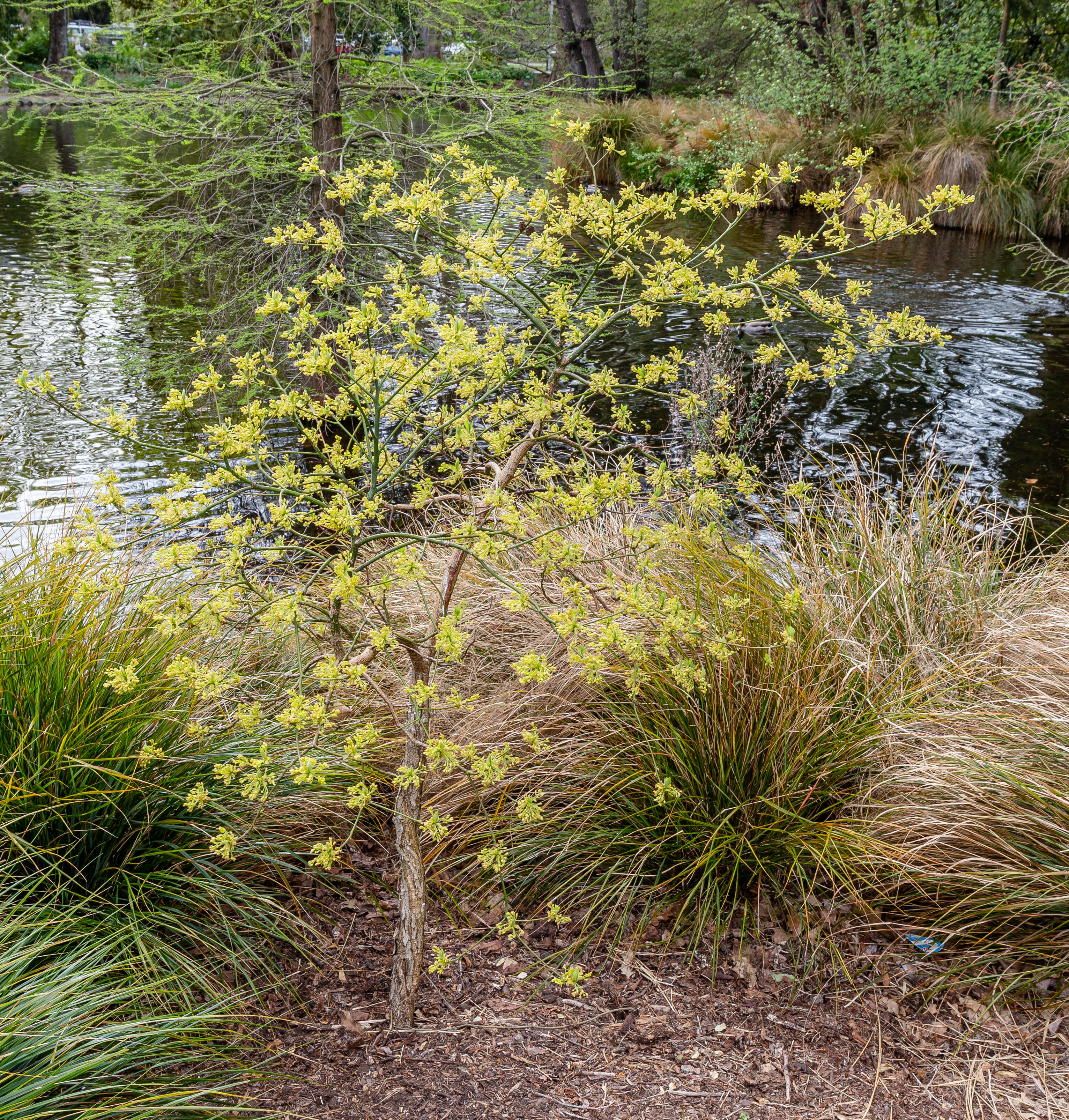 Image of Mitten tree