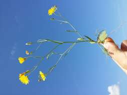 Image of narrowleaf hawksbeard