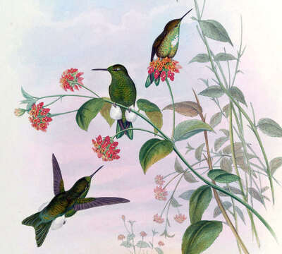 Image of Emerald-bellied Puffleg