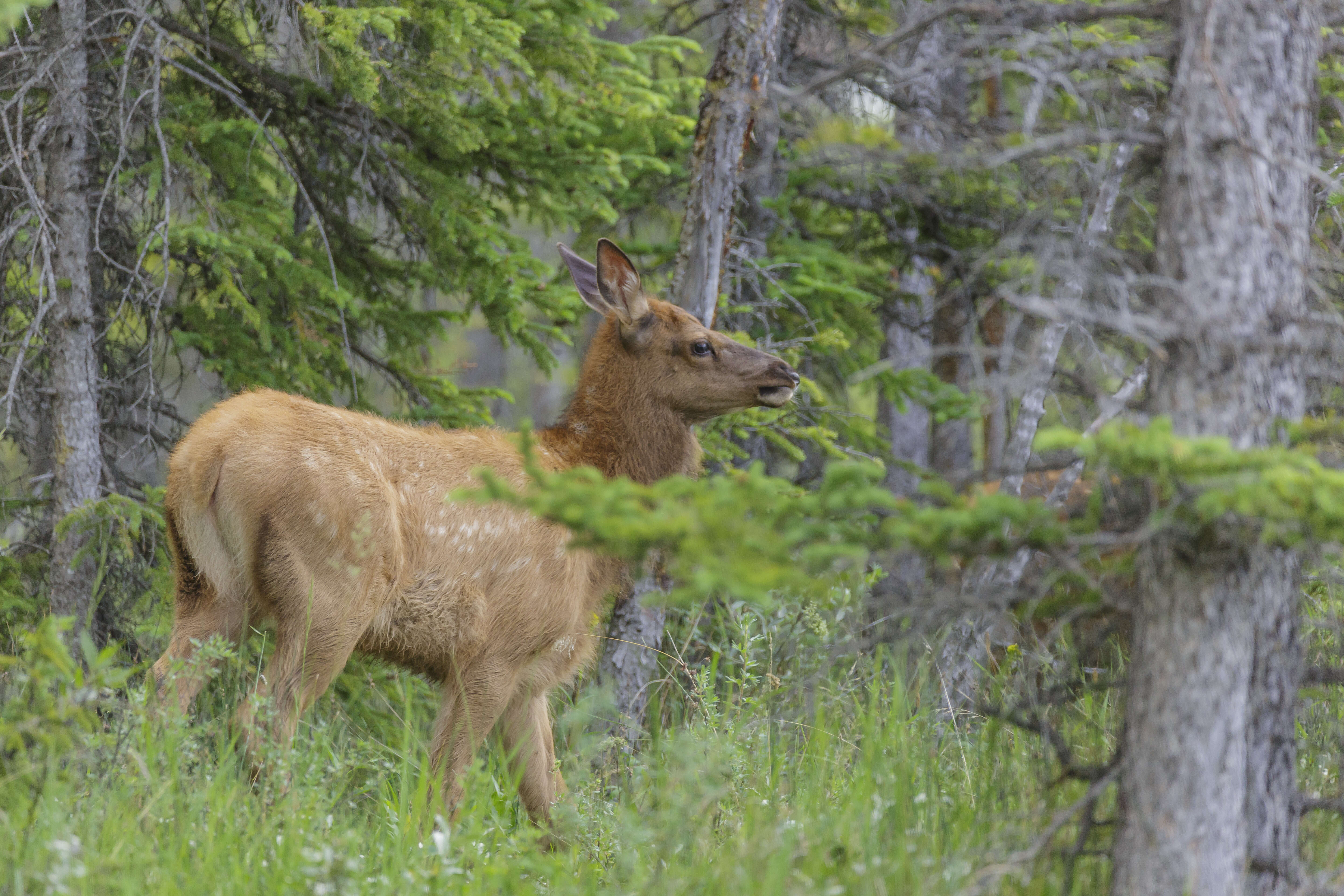 Image of Cervus canadensis nelsoni