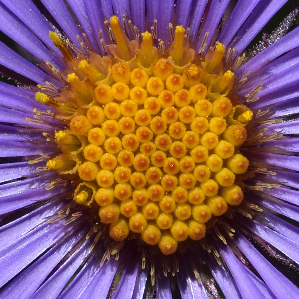 Image of Michaelmas daisy