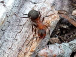 Слика од Formica rufa Linnaeus 1761