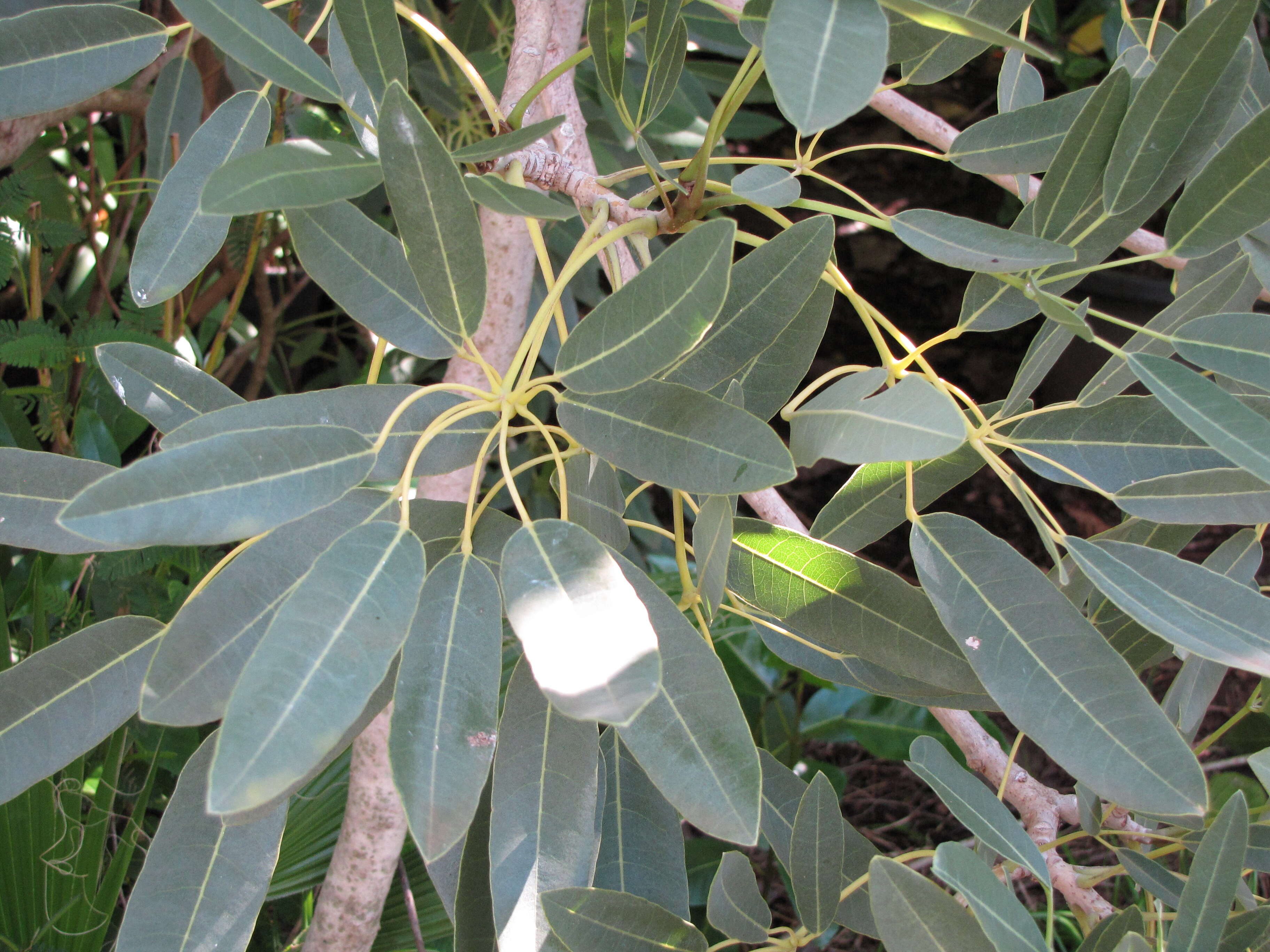 Image of Caribbean trumpet tree