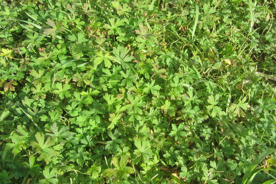 Image of Solander's geranium