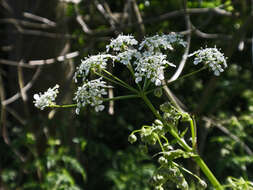 Image of spreading hedgeparsley