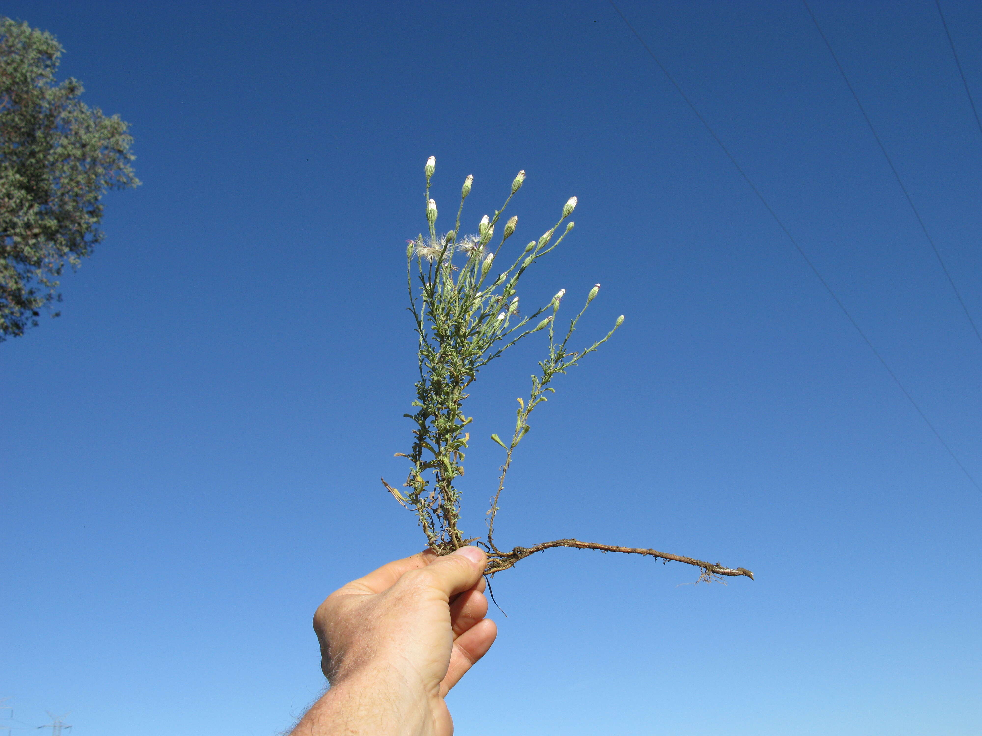 Image of Vittadinia cuneata DC.