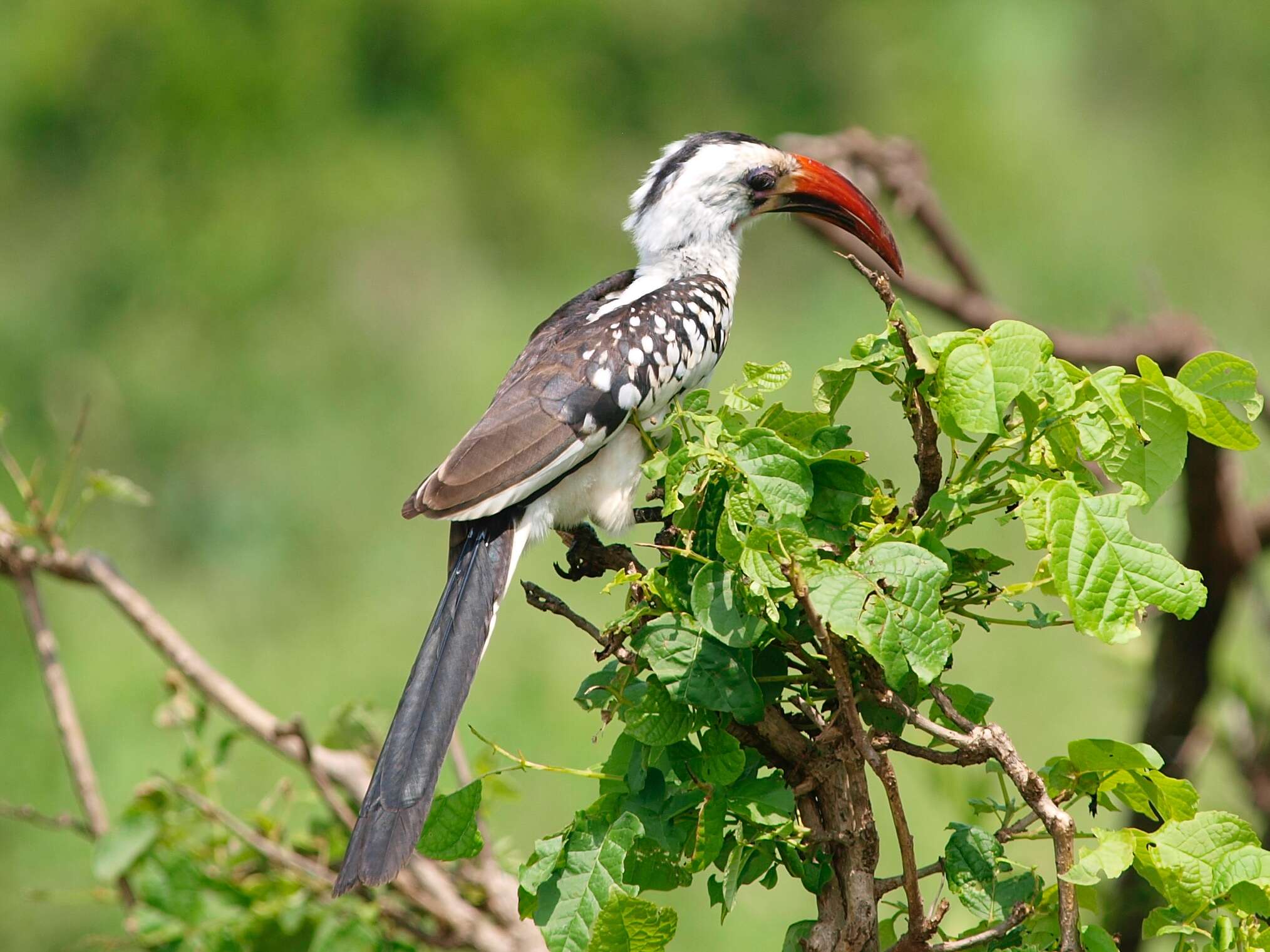 Image of Northern Red-billed Hornbill