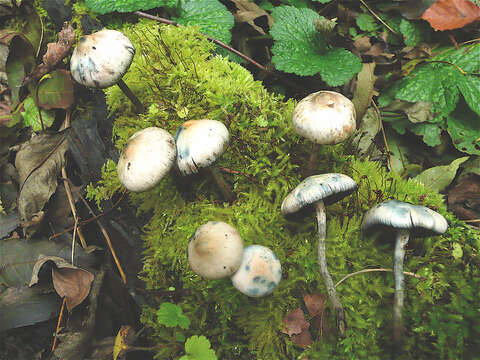 Image of Psilocybe serbica M. M. Moser & E. Horak 1969