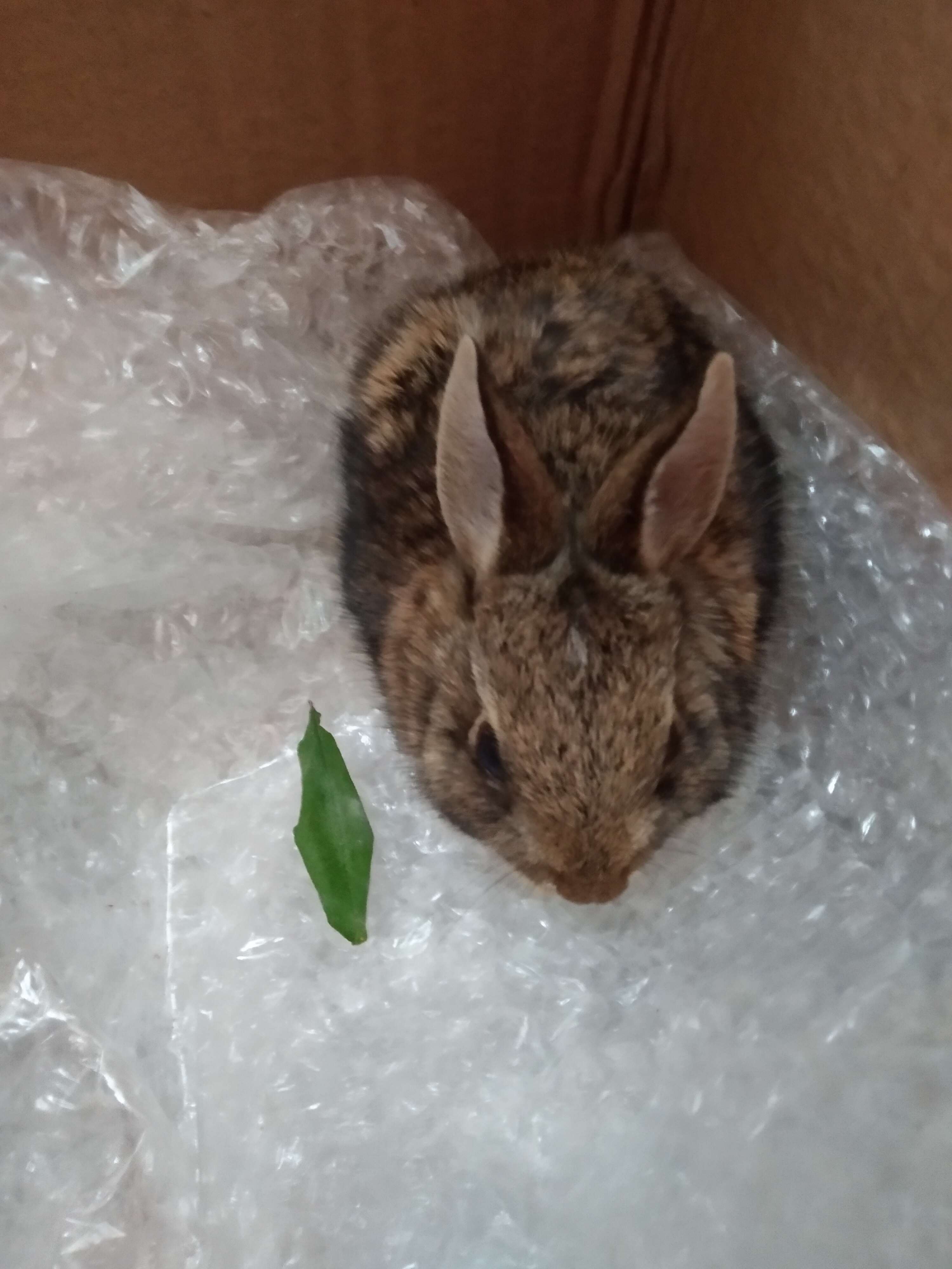 Image of Mexican Cottontail