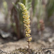 Image of Crassula colorata (Nees) Ostenf.