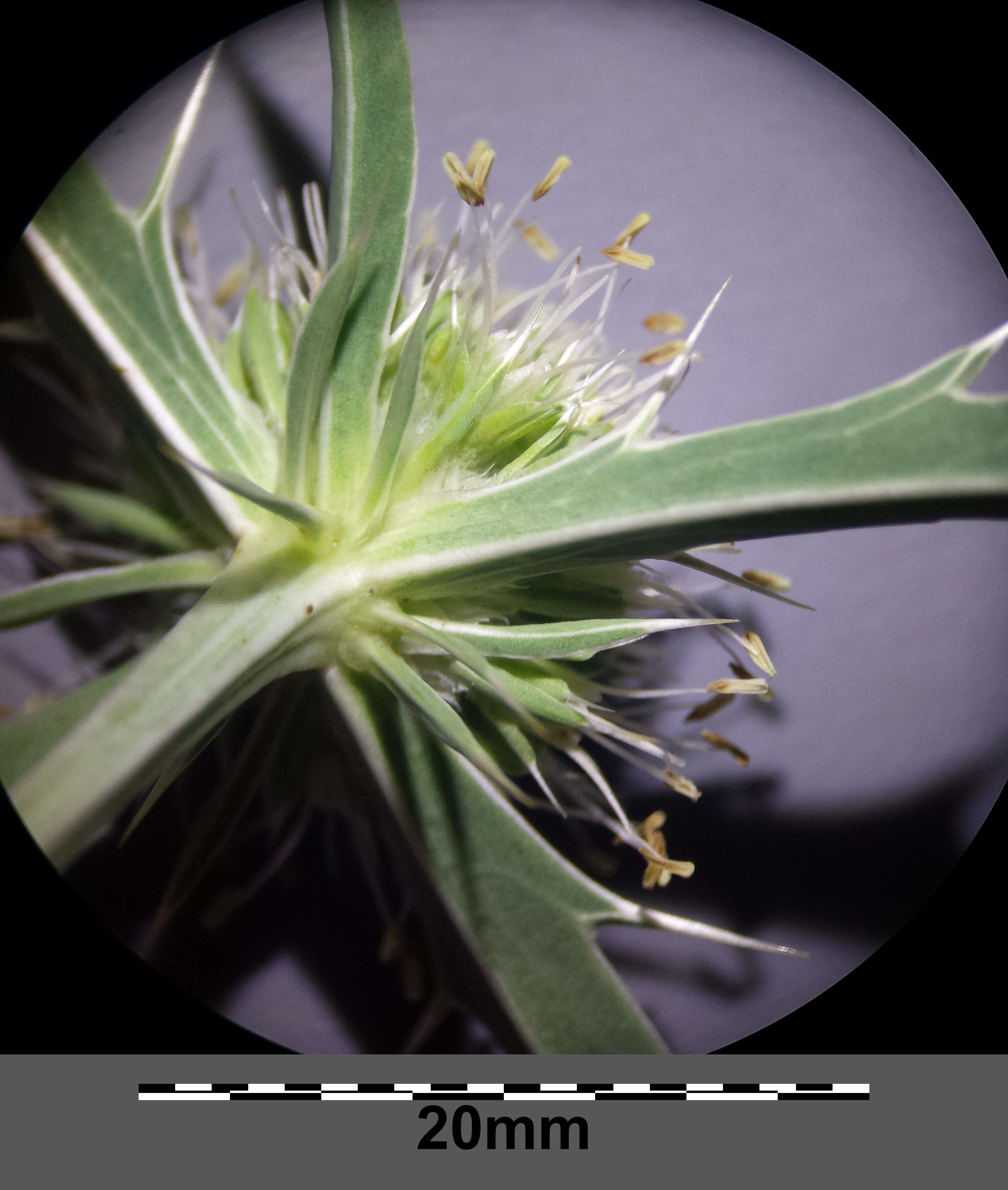 Eryngium campestre L. resmi