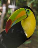 Image of Keel-billed Toucan