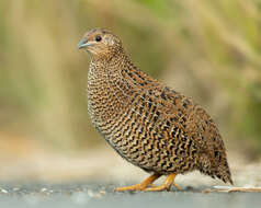 Image of Brown Quail