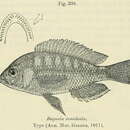 Слика од Haplochromis bicolor Boulenger 1906