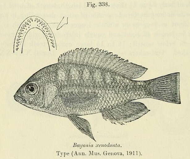 Image of Haplochromis bicolor Boulenger 1906