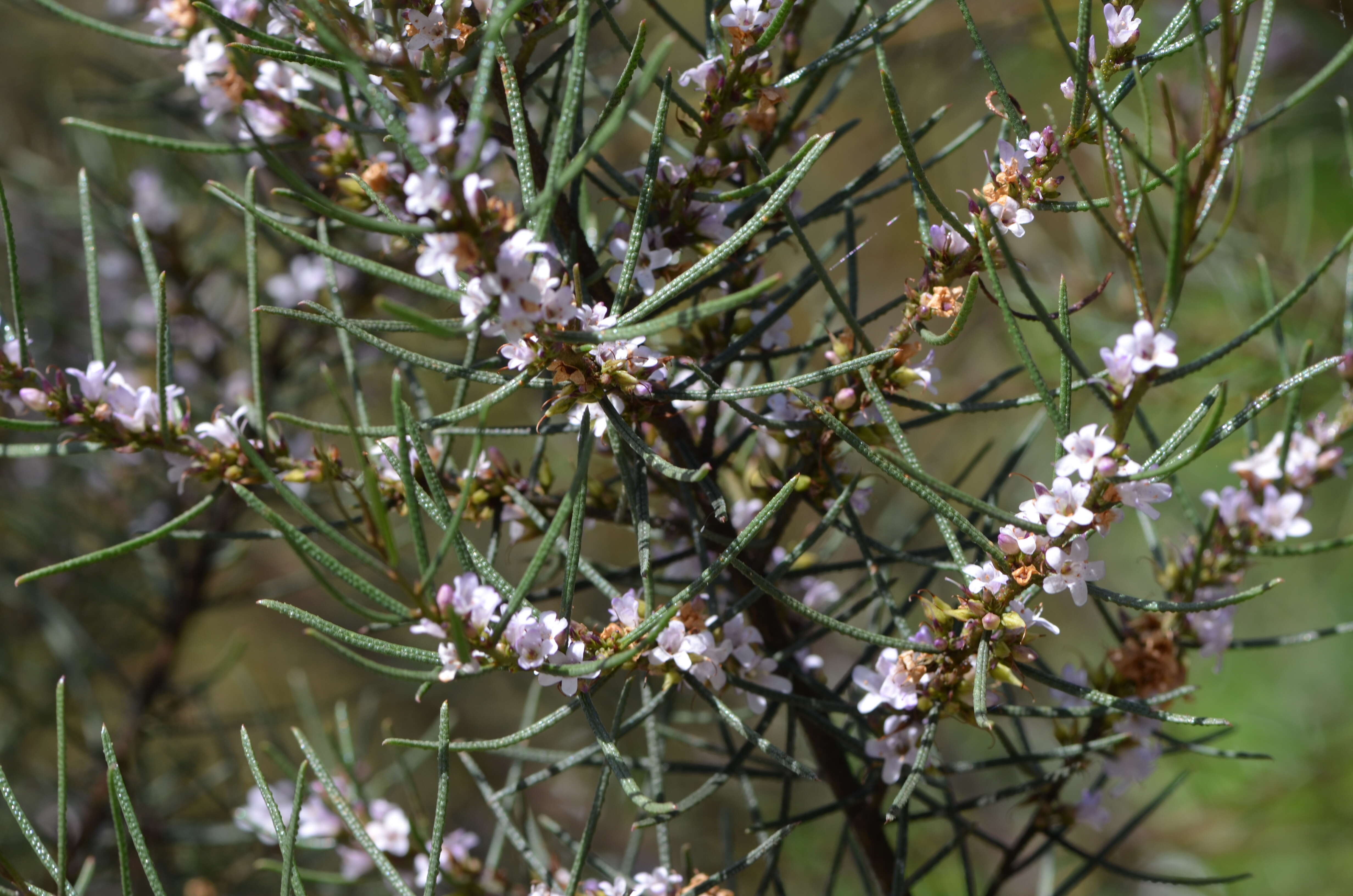 Image de Myoporum turbinatum R. J. Chinnock