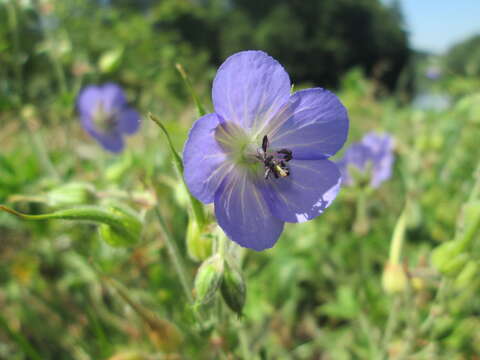 Imagem de Geranium pratense L.