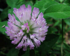 Image of Red Clover