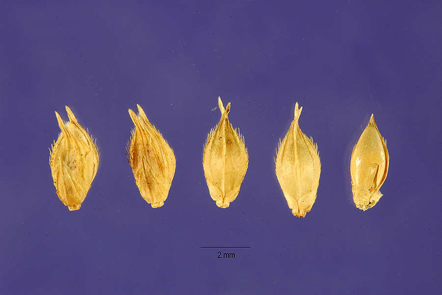 Echinochloa pyramidalis (Lam.) Hitchc. & Chase resmi