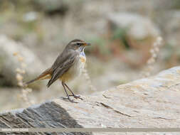 Image of Bluethroat