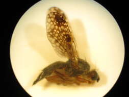 Image of Trupanea denotata Hardy 1980