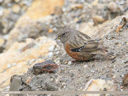 Image of Alpine Accentor