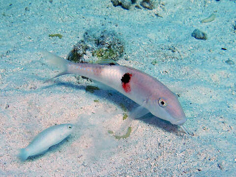 Image of Sidespot goatfish