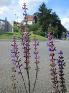 Imagem de Salvia nemorosa L.