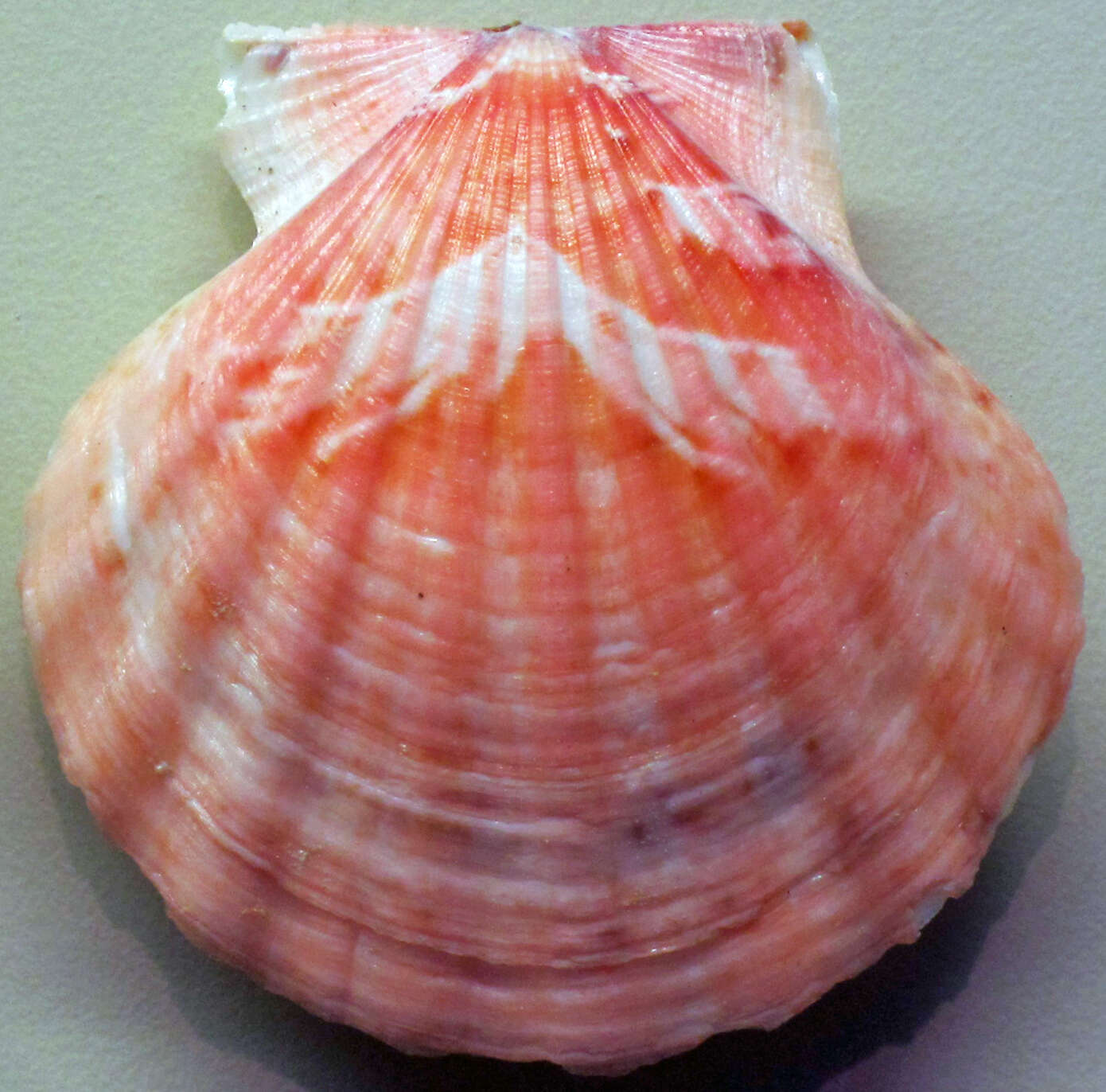 Image of smooth scallop