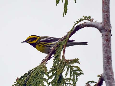 Image of Townsend's Warbler