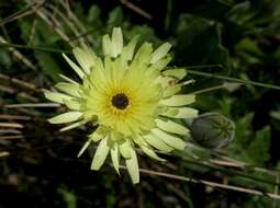 Image of Smooth Golden Fleece