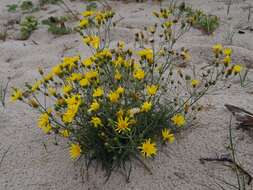 Image of hawkweed