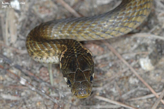 Image of Japanese Keelback