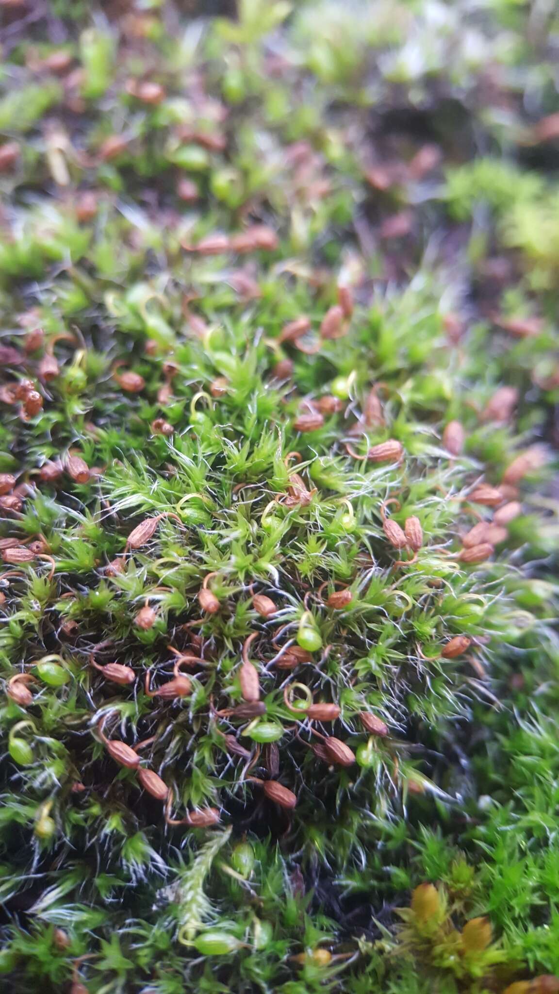 Image of pulvinate dry rock moss