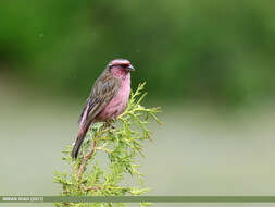 Image of Himalayan White-browed Rosefinch