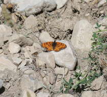 Image of Red-Band Fritillary