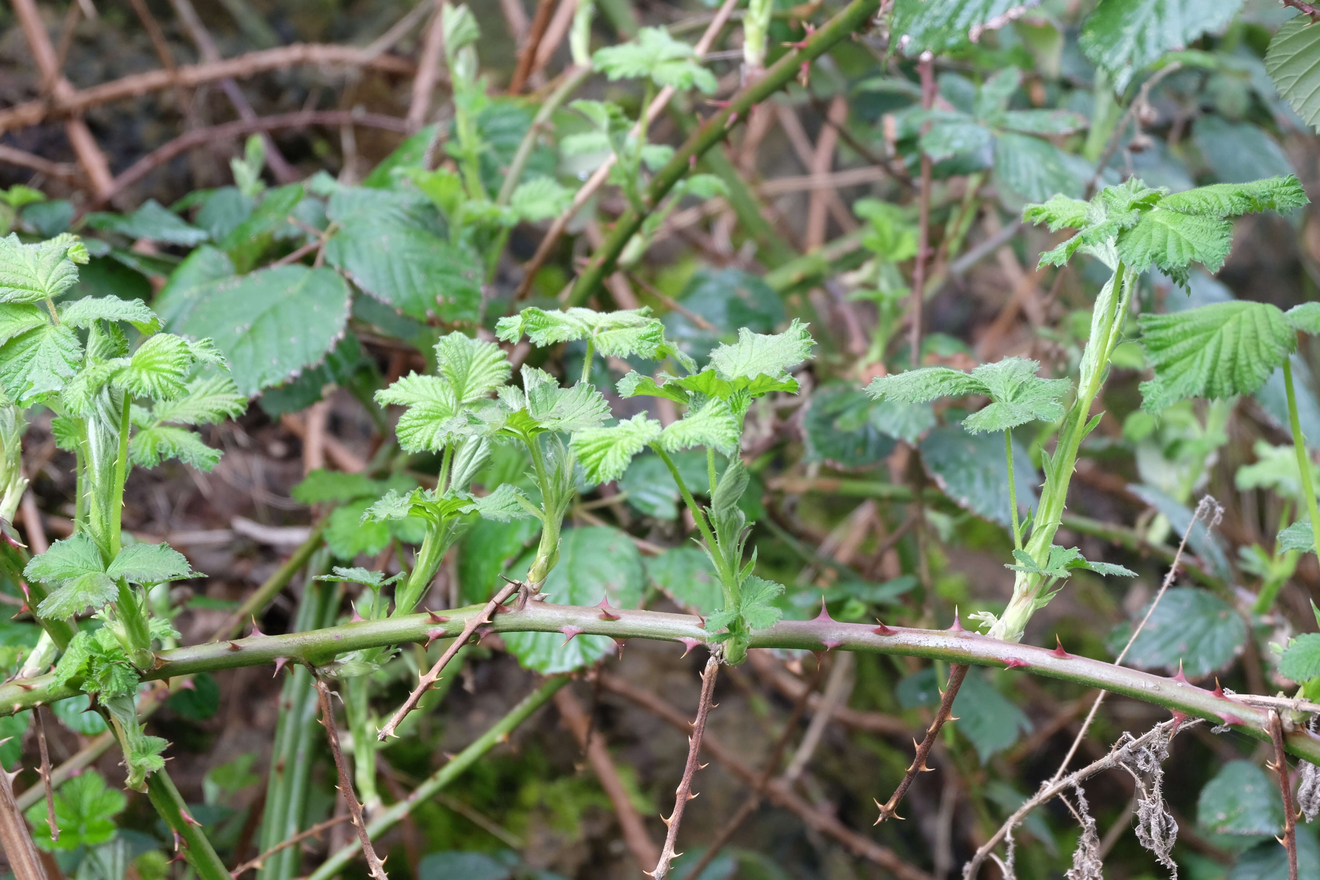 Image of Himalayan blackberry